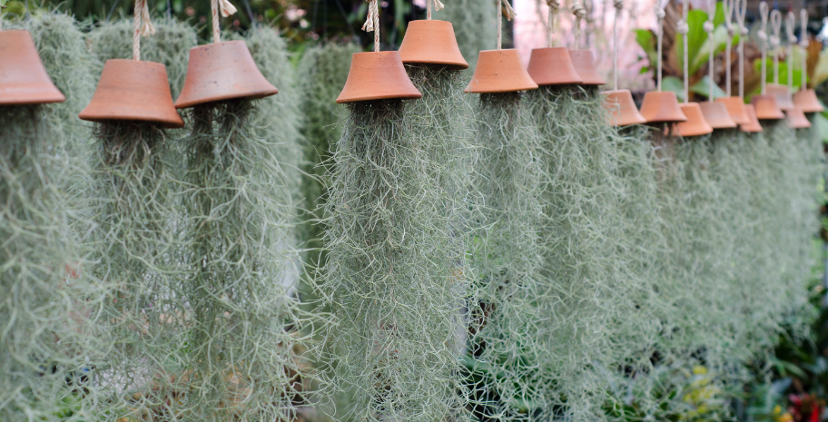 BC Tillandsia usneoides 'John Arden'（ティランジア・ウスネオイデス 'ジョンアーデン'、杉山氏育苗） Tillandsia Usneoides \u0026 Care Guide | Augustfame Plant Nursery