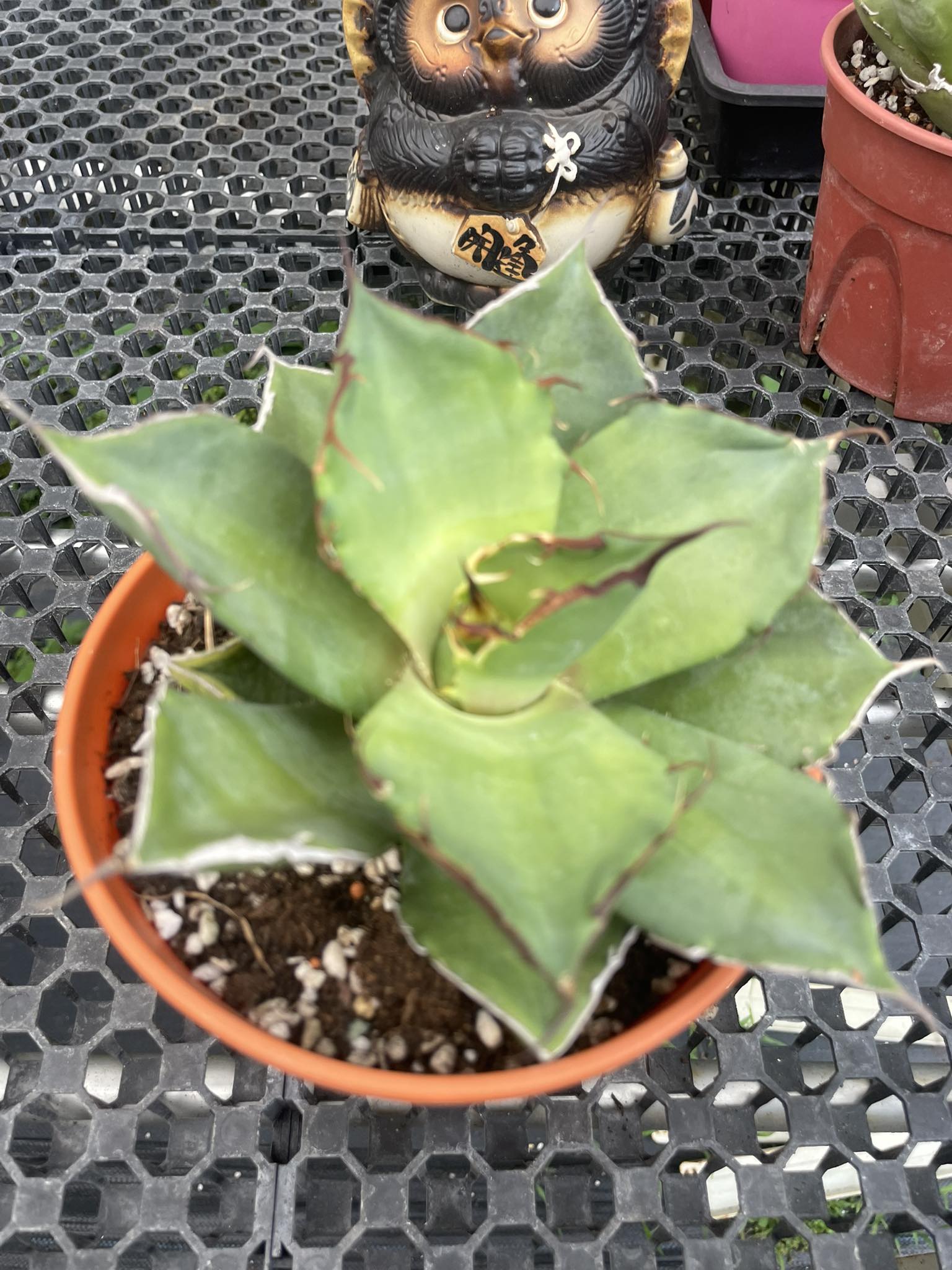Augustfame - Agave titanota 'Hades' 黑帝斯 仁王冠 龙舌兰 Succulent