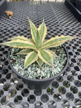 Augustfame - Agave xylonacantha 'Frostbite'   succulent | Augustfame  Plant Nursery