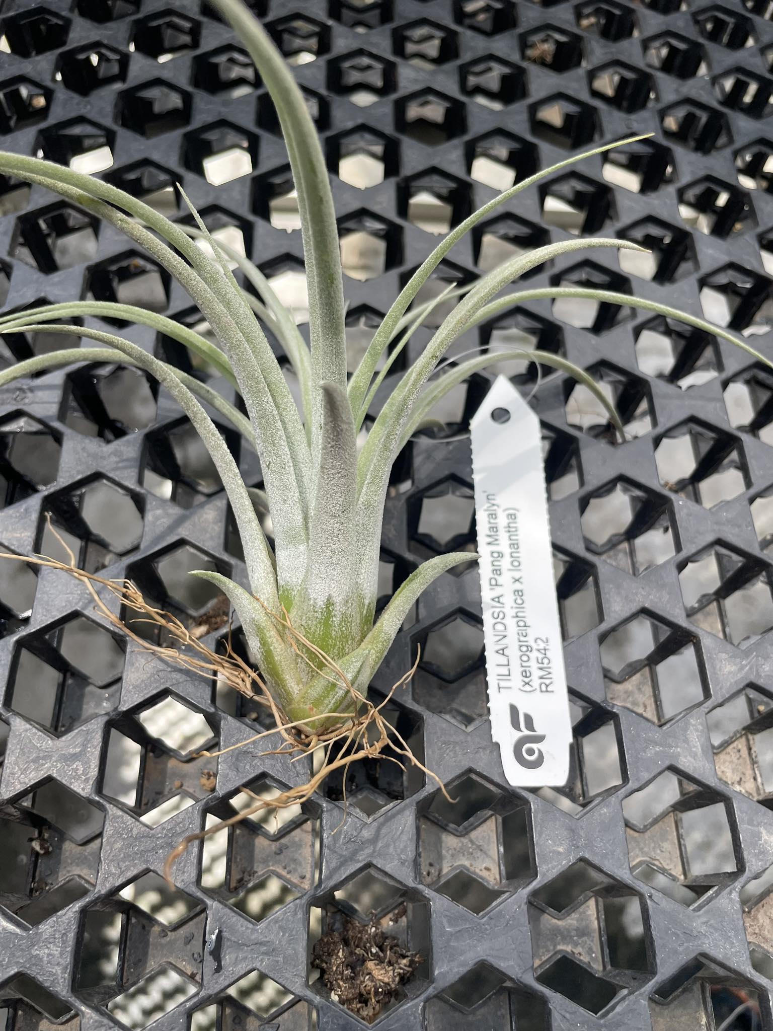 チランジア Pang Maralyn 【公式通販】