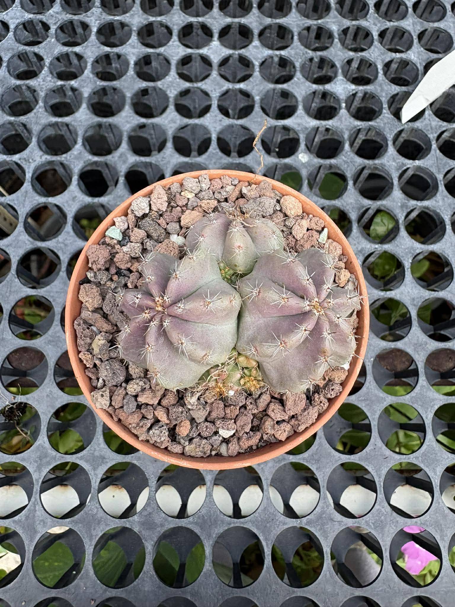 glücksfeder temperatur Zamioculcas zamiifolia main image 1