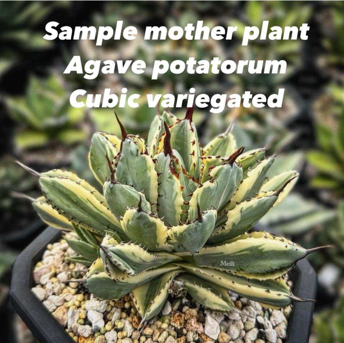 Augustfame - Agave Victoria Reginae Compacta Marginata    succulent | Augustfame Plant Nursery