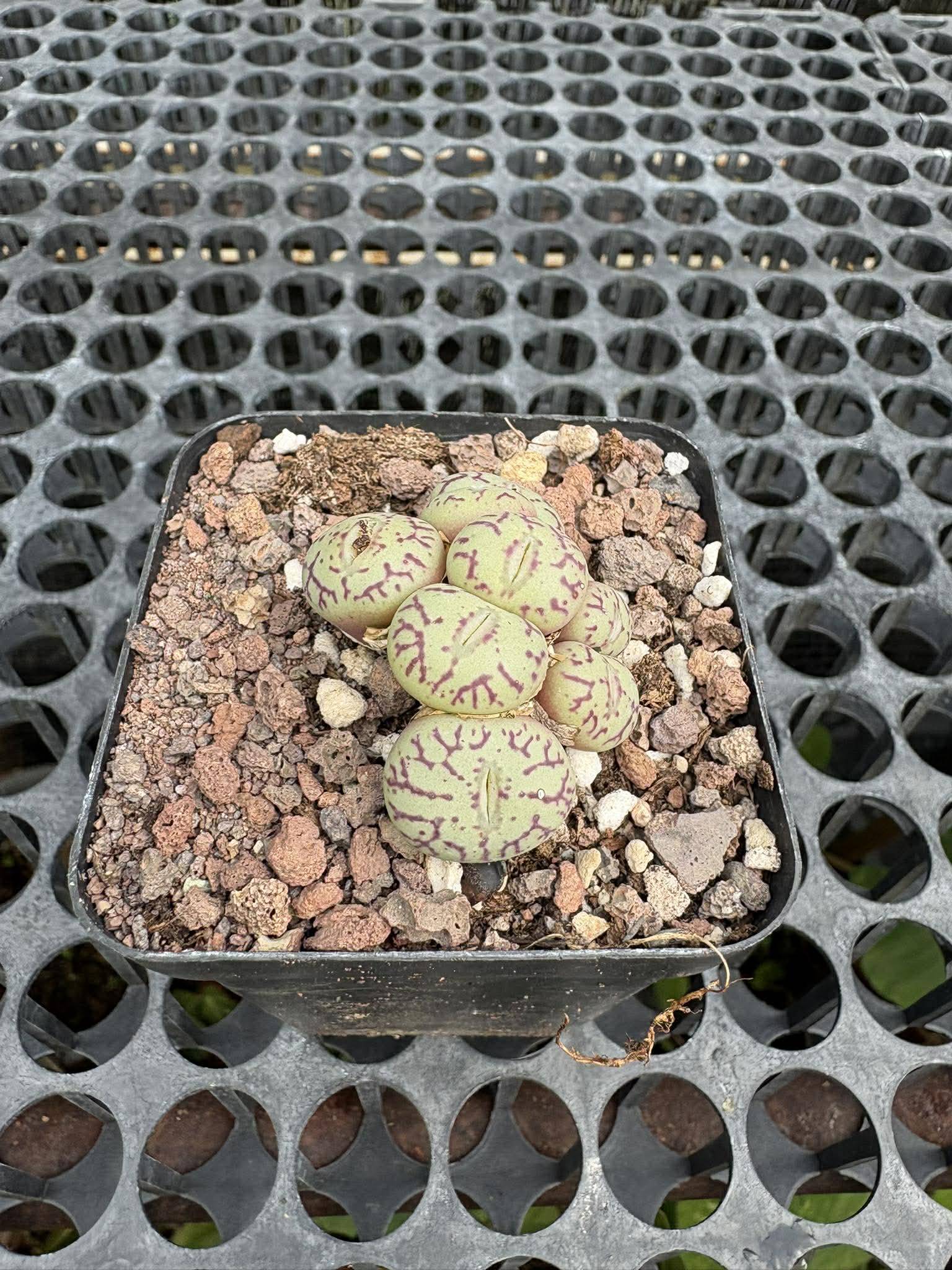 Lithops リトープス - steineckeana 翠蛾 | 双頭 多肉植物 C388 メセン 