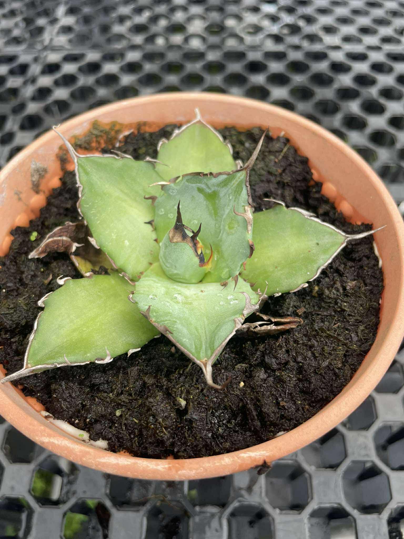 Agave titanota 'Hades' 黑帝斯 | Augustfame Plant Nursery