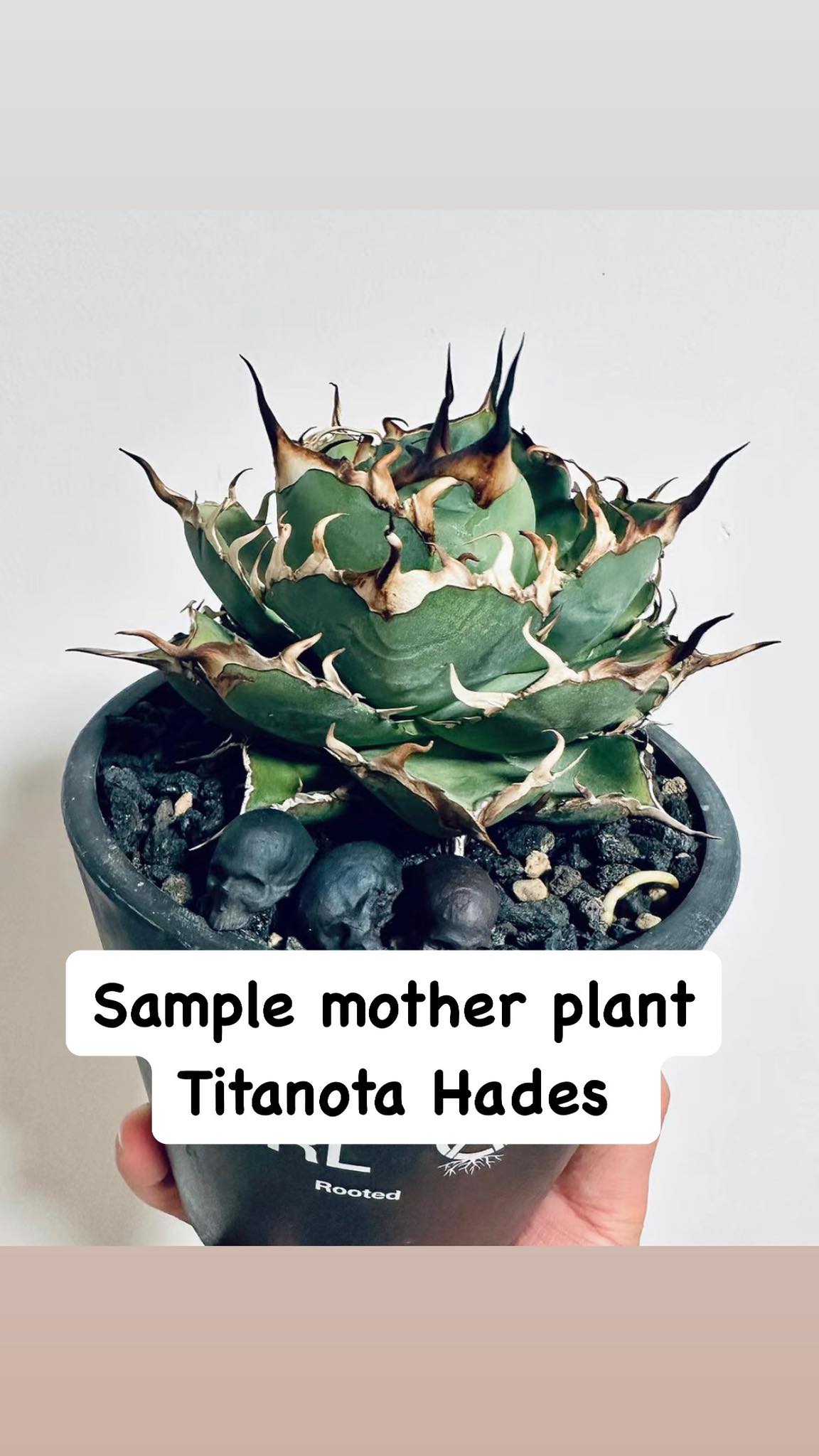 Agave titanota 'Hades' 黑帝斯 | Augustfame Plant Nursery