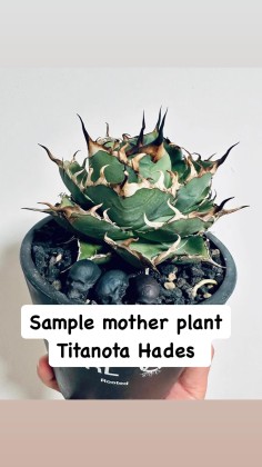 Agave titanota 'Hades' 黑帝斯 | Augustfame Plant Nursery