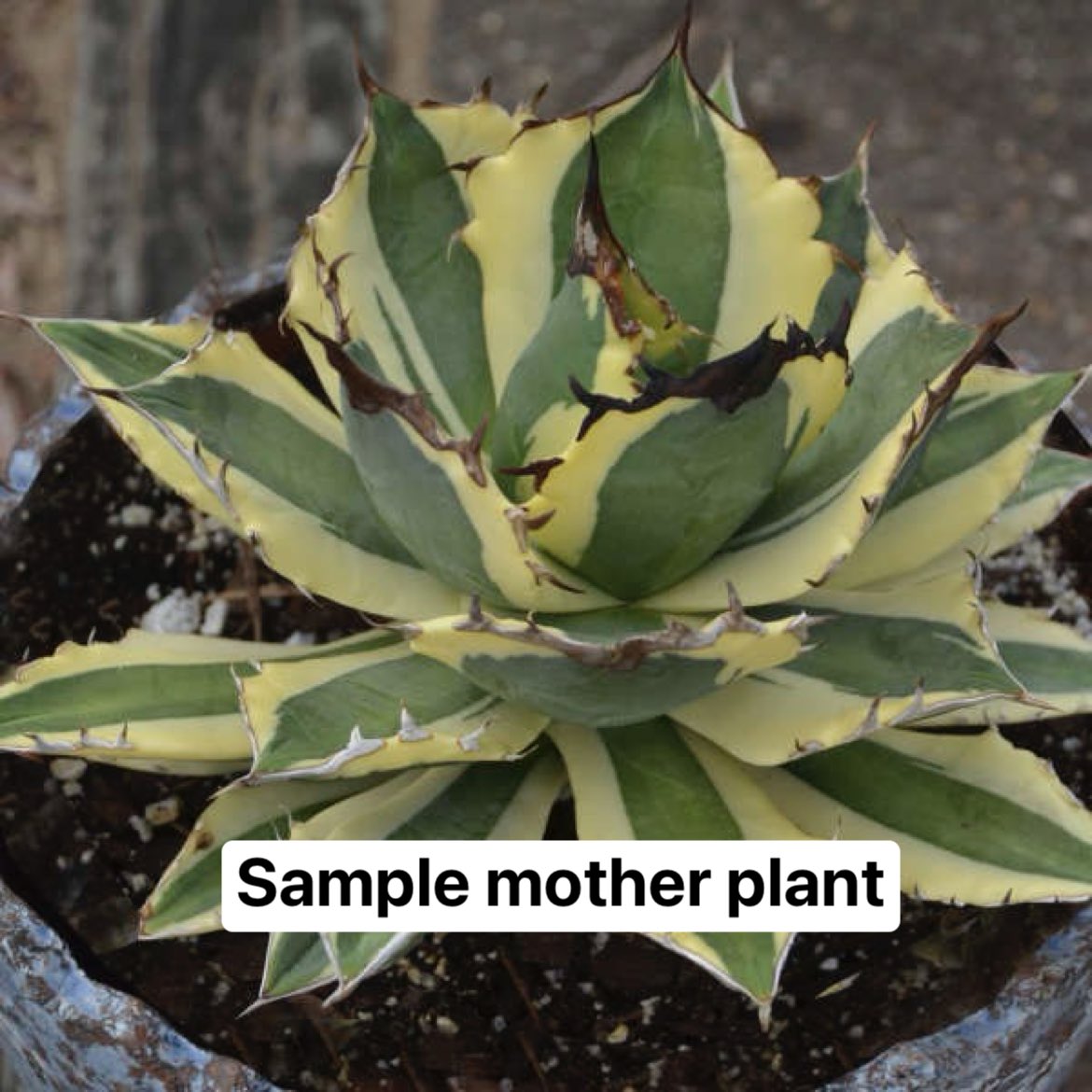 アガベチタノタ シーザー 】 106 凱撒 Caesar agave titanota