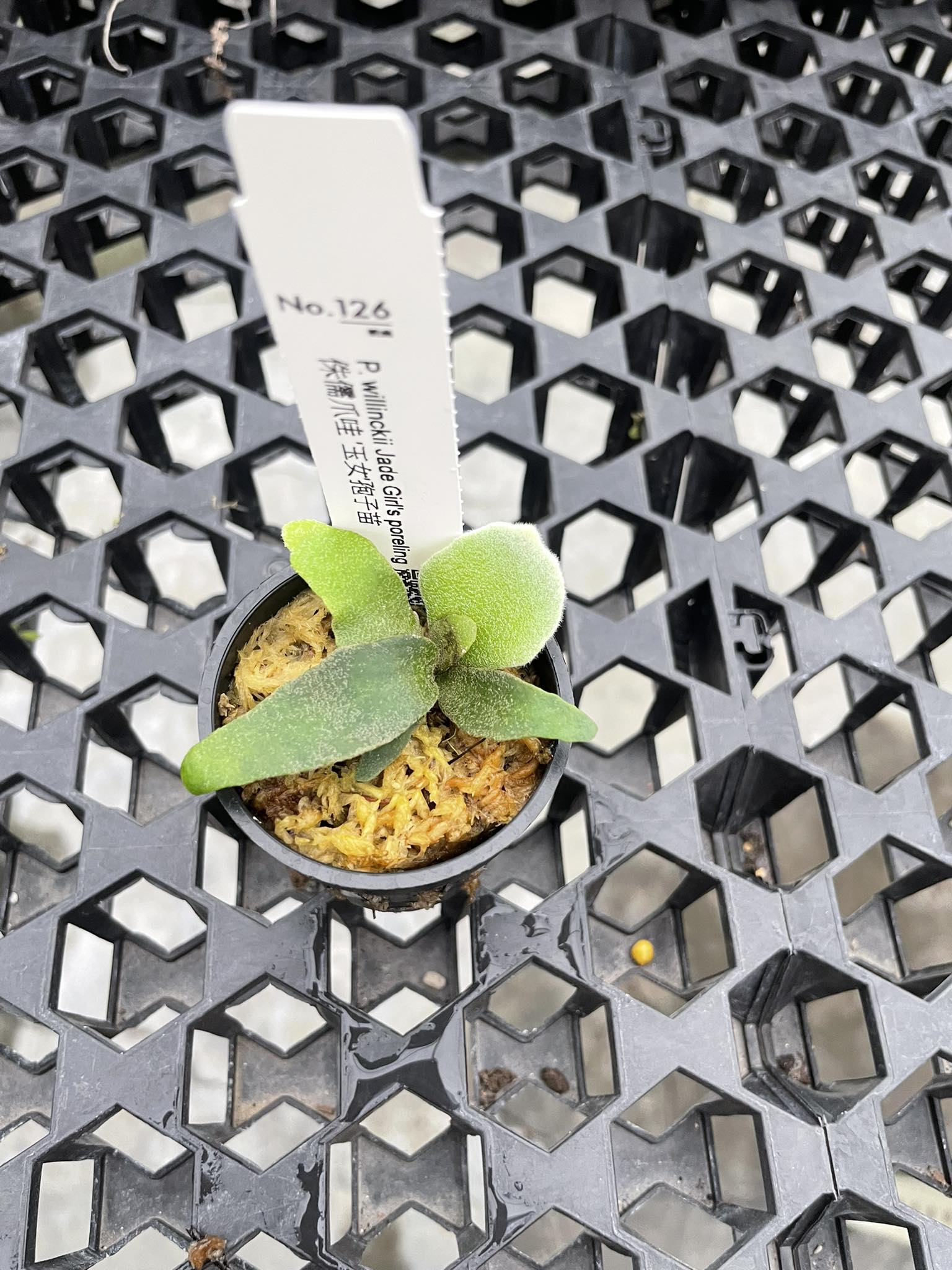 P.willinckii ’Jade Girl’ spore 706 P.willinckii 'Jade Girl' spore 706 Platycerium willinckii