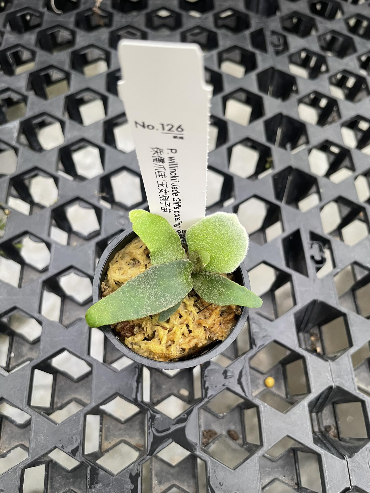 P.willinckii 'Jade Girl' spore 40 - メルカリ P.willinckii 'Jade