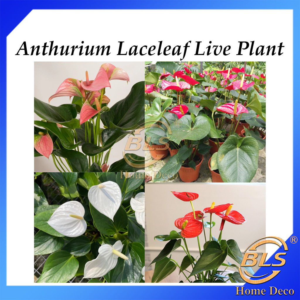 Real Live Plant Anthurium Laceleaf Flamingo Plant Random Color