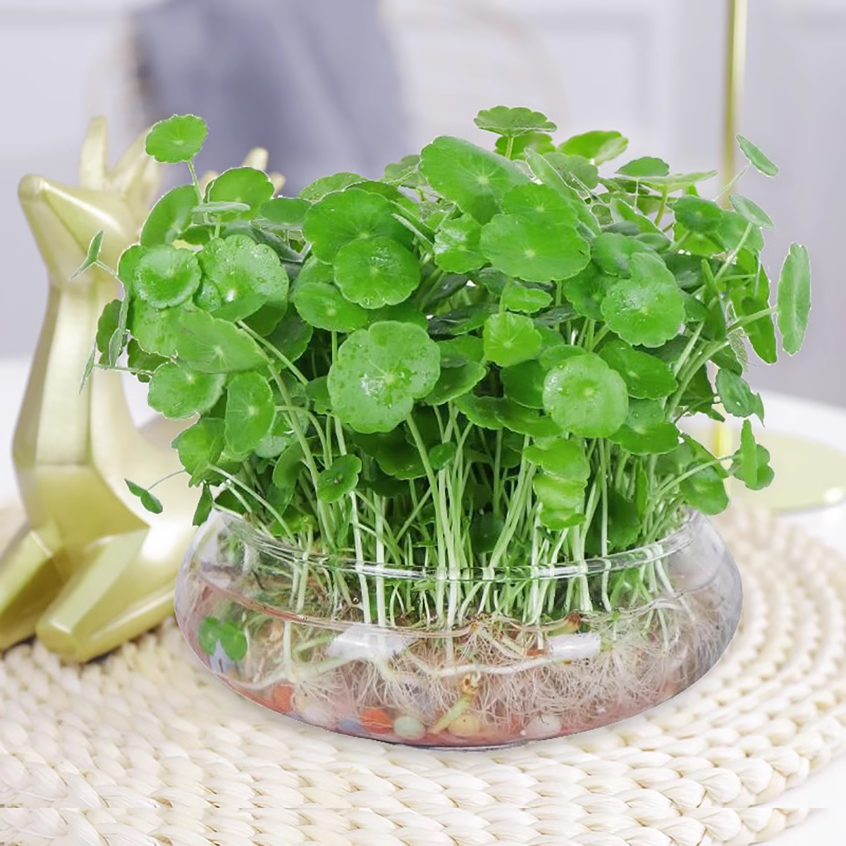 floating plant wall shelves Mushroom Cap Plant Wall Shelf