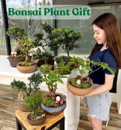 Bonsai Set 盆栽| Green Plant Society