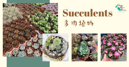 Succulent 多肉植物| Green Plant Society