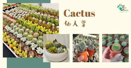 Cactus 仙人掌| Green Plant Society