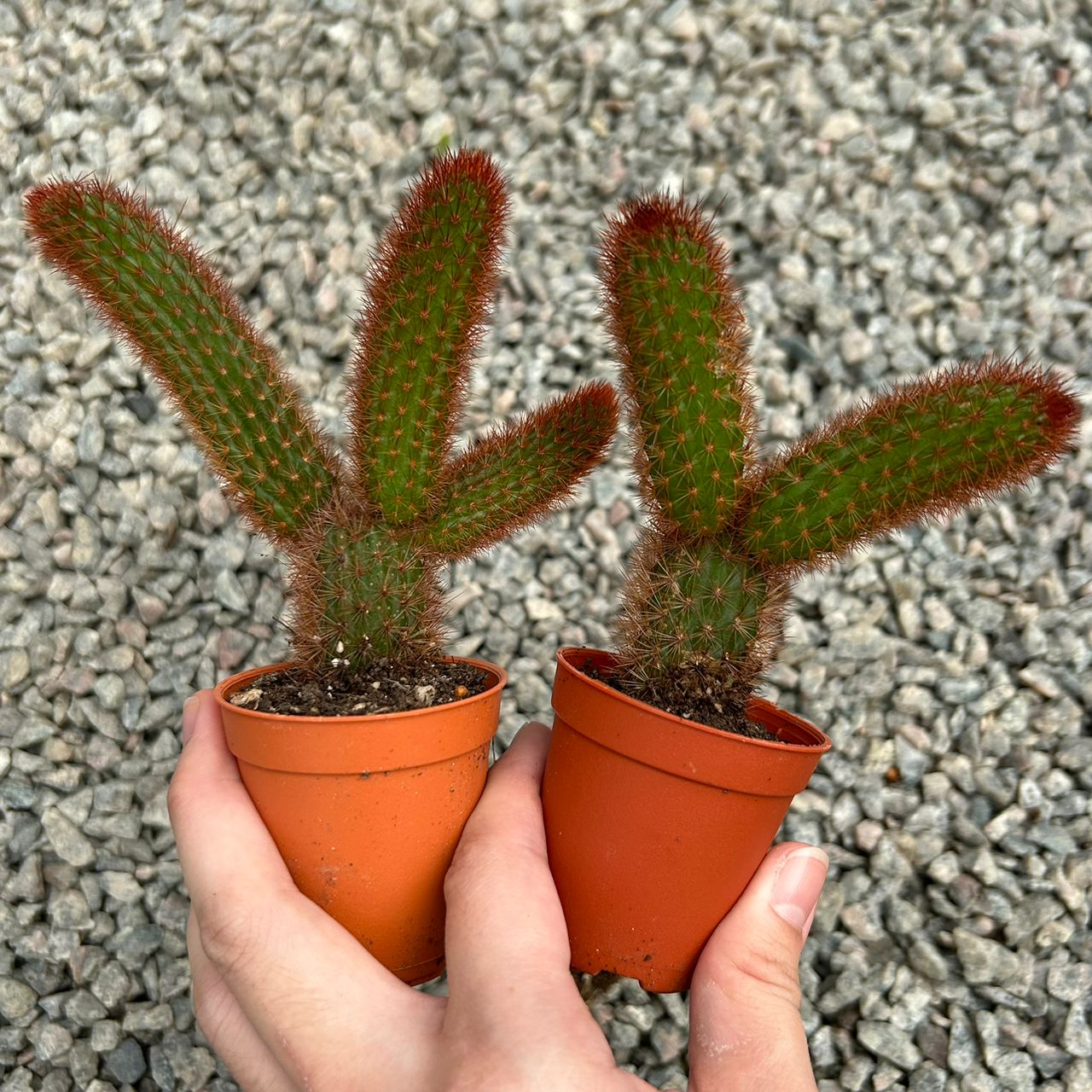 仙人掌 GPS Green Plant Society live plant cactus Type 36 仙人掌| Green