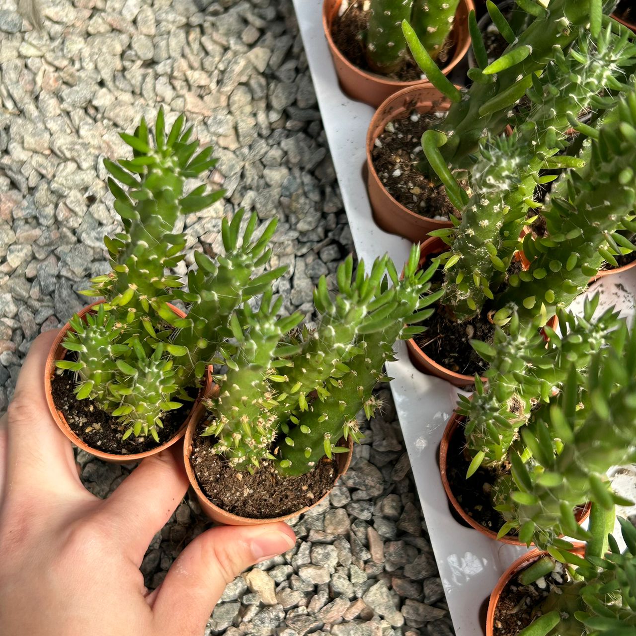 GPS Green Plant Society Live Plant Eve's Pin Cactus Type 39 仙人掌