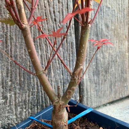 GPS Green Plant Society Live Bonsai Maple Leaf Bonsai 枫叶