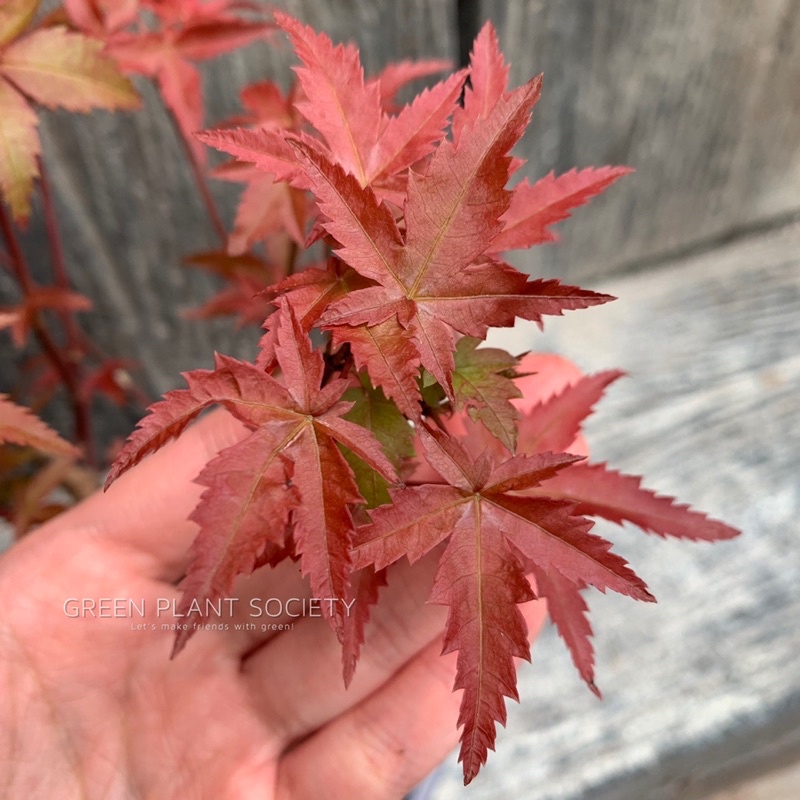 WOSADO瞬着枫叶棕➕星野棕 YOKA专用 特高温热风茶叶滚筒杀青机-浙江武义万达干燥设备制造有限公司