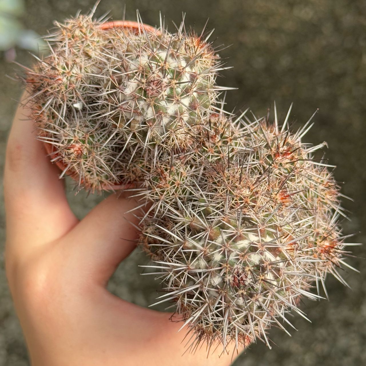 GPS Green Plant Society Cactus New Red Thorns 仙人掌🌵 | Green