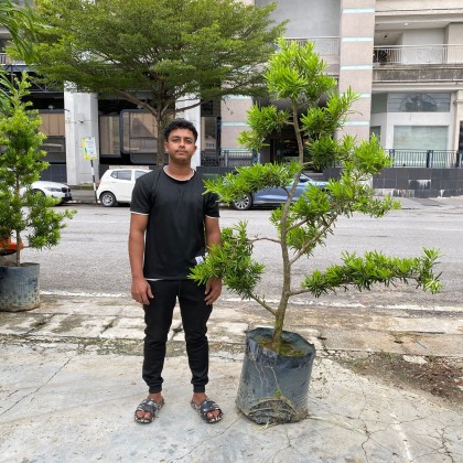 Bonsai 盆栽| Green Plant Society