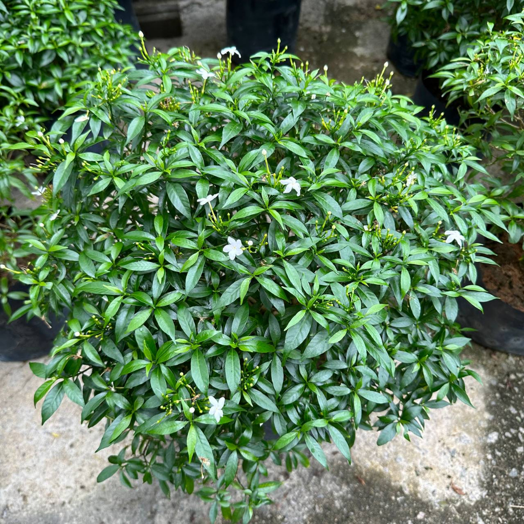 茉莉花25 jasmine-flower-seems-like-most