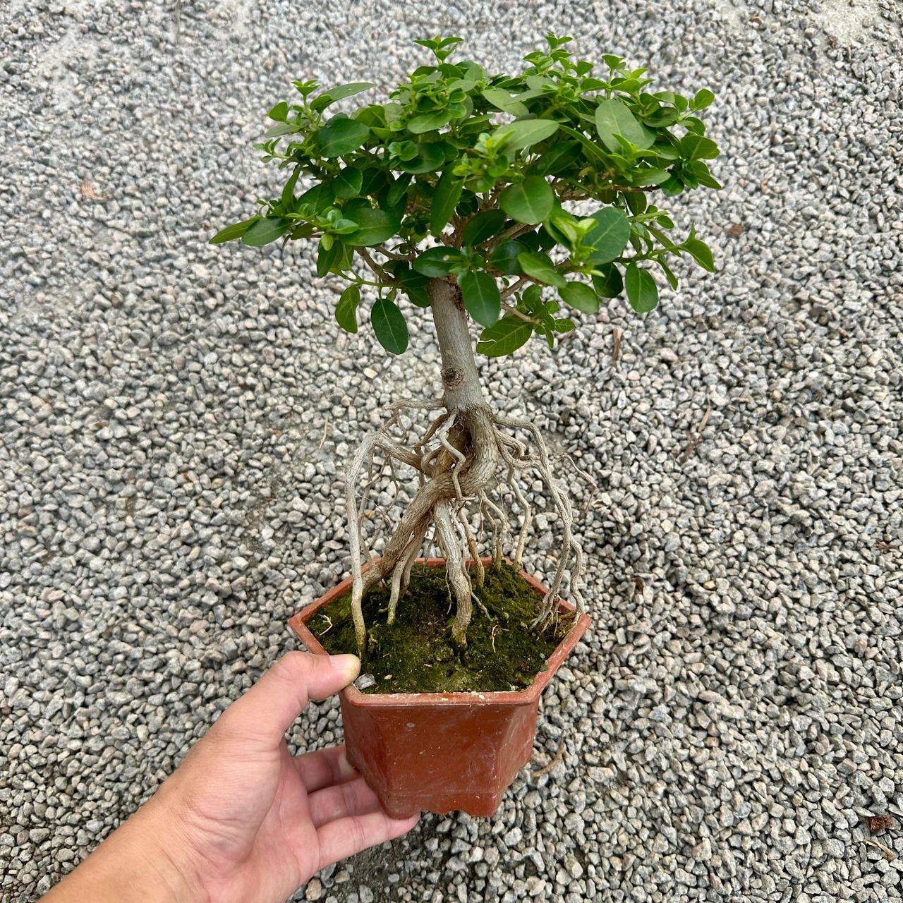 Bonsai 盆栽| Green Plant Society