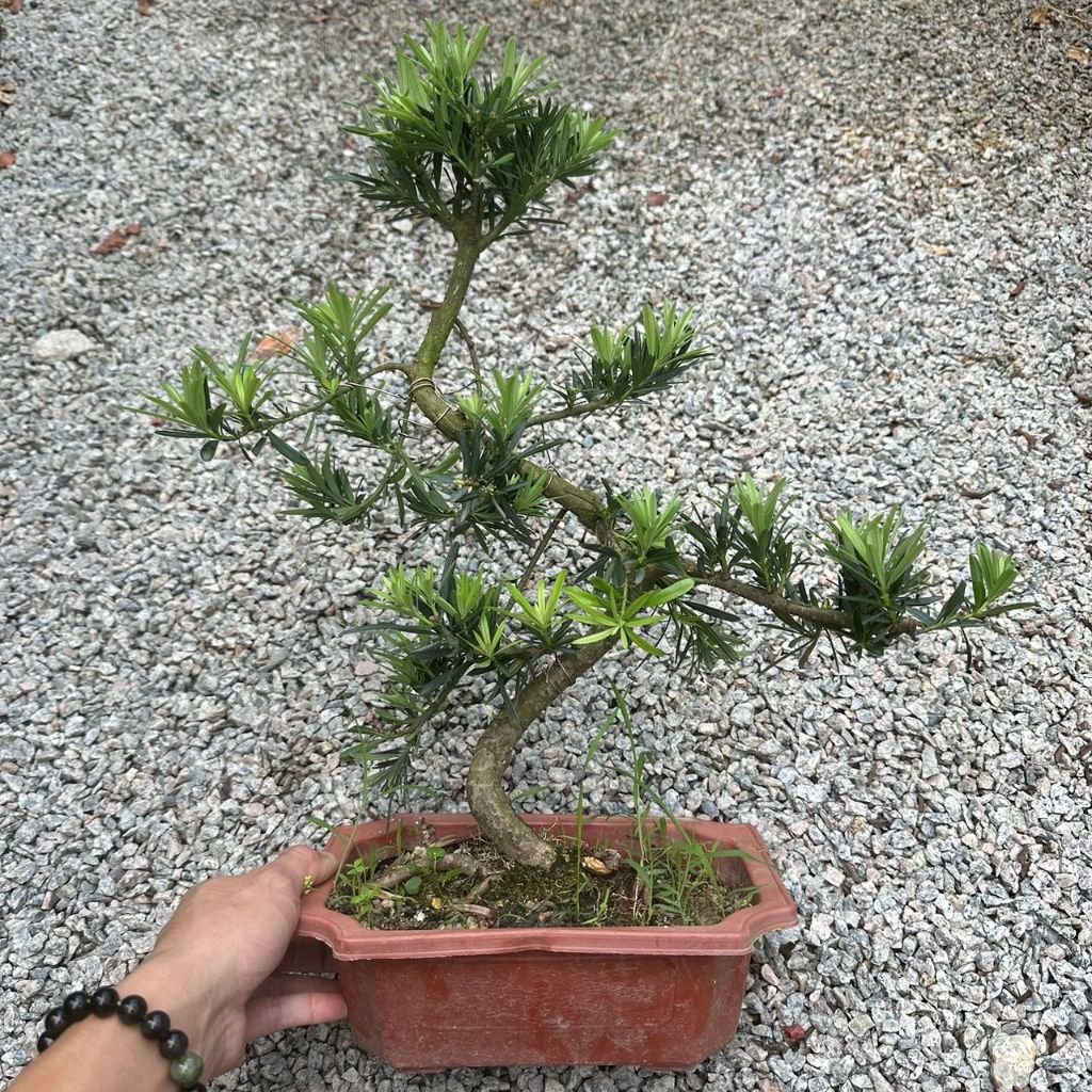GPS Green Plant Society Live Plant Podocarpus S shape 罗汉松( S型