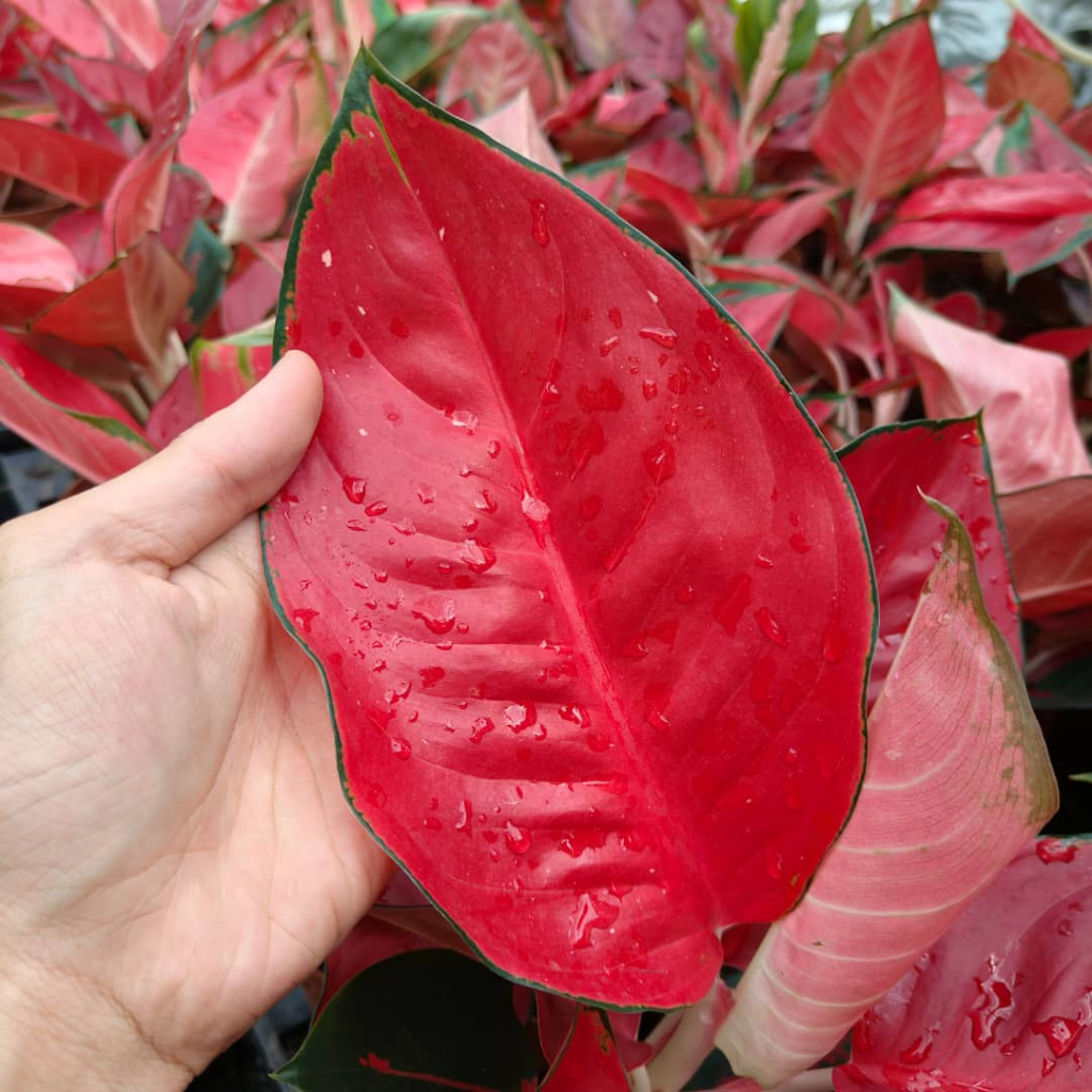 GPS Green Plant Society live plant Aglaonema Super Red Eastern Red
