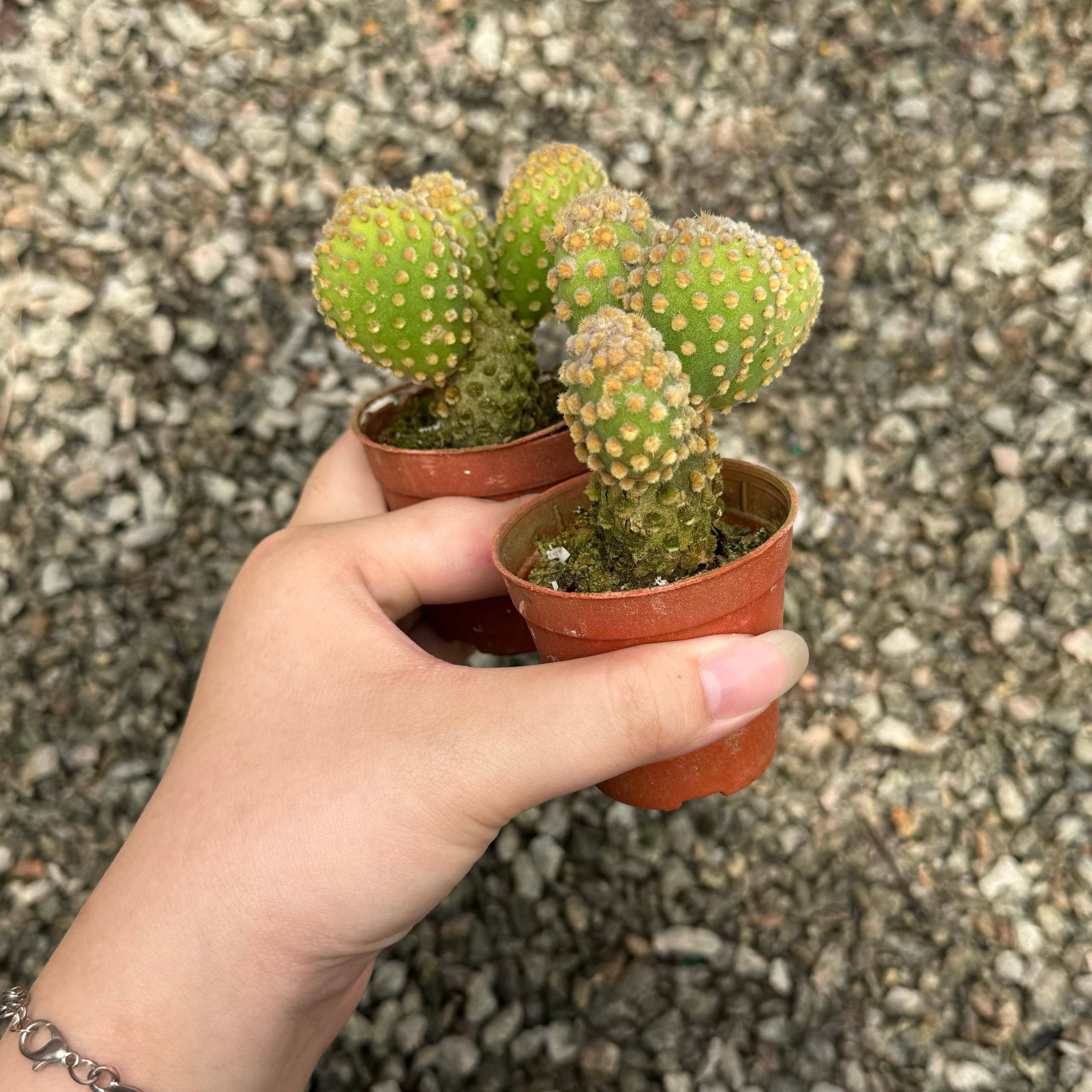 Cactus 仙人掌| Green Plant Society