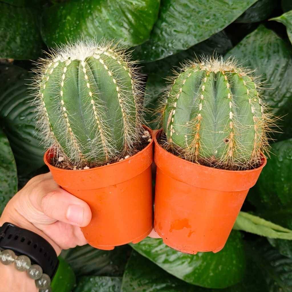 Cactus 仙人掌| Green Plant Society