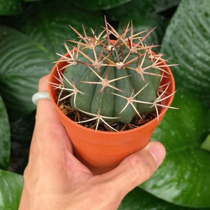 Cactus 仙人掌| Green Plant Society