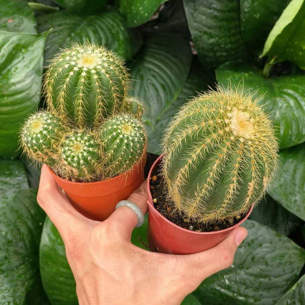Cactus 仙人掌| Green Plant Society
