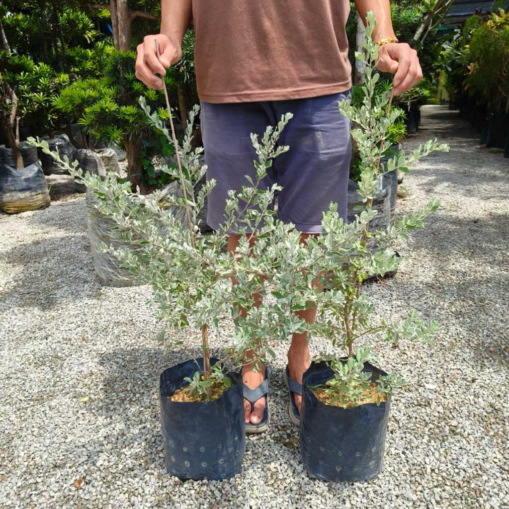紅花染古布 8色 338cm | CCU.IS