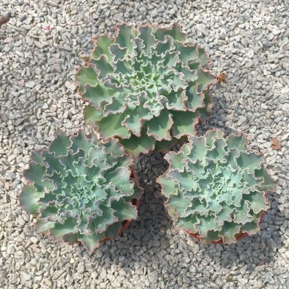 多肉植物　Clara群生 GPS Green Plant Society Live Succulent Echeveria Blue Curls 蓝狐