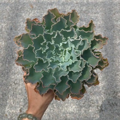多肉植物　Clara群生 GPS Green Plant Society Live Succulent Echeveria Blue Curls 蓝狐