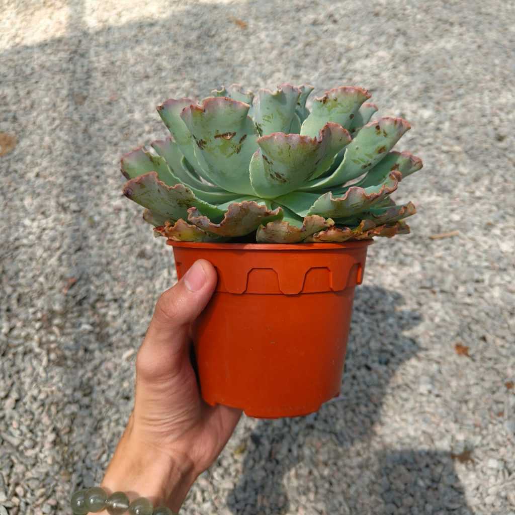 多肉植物　Clara群生 GPS Green Plant Society Live Succulent Echeveria Blue Curls 蓝狐