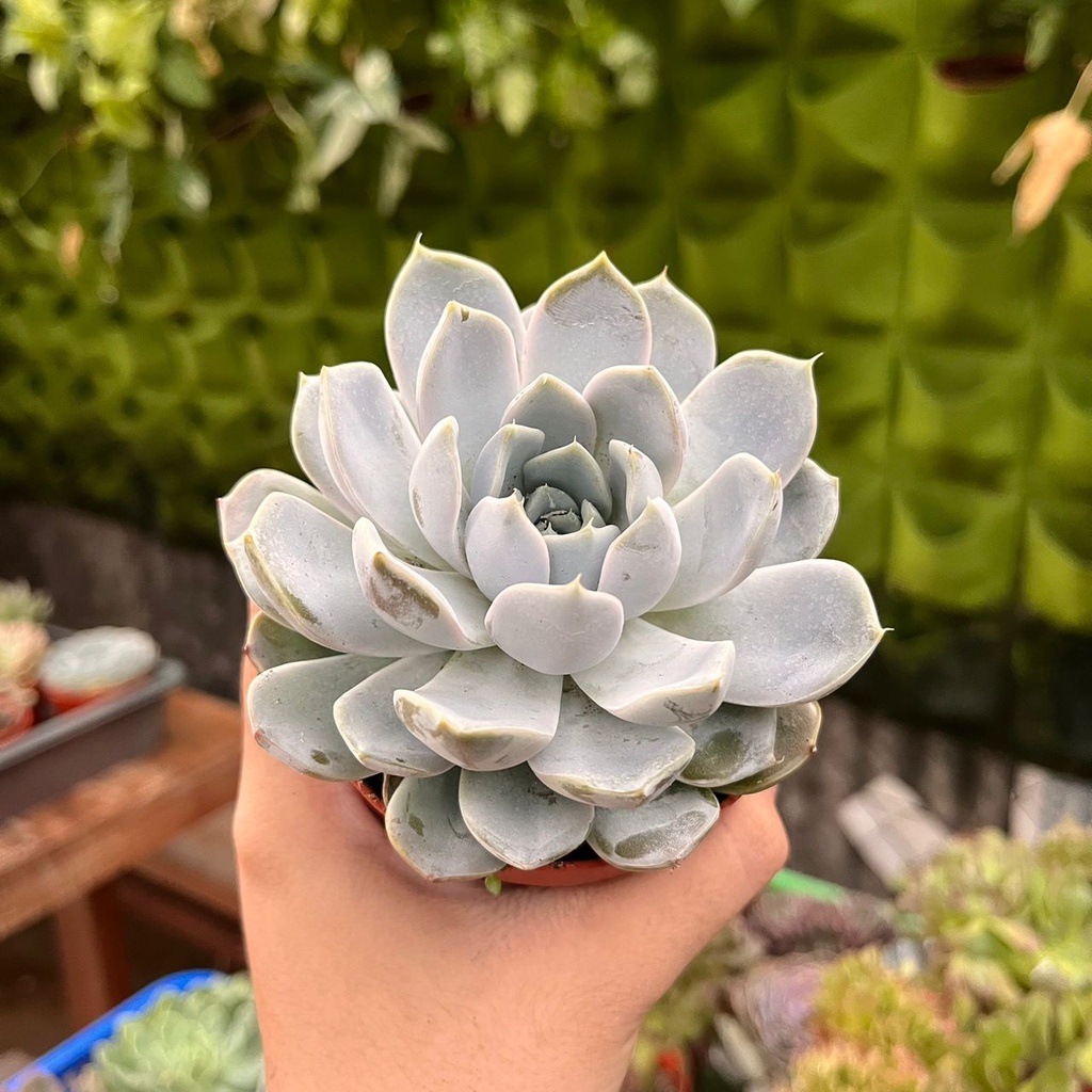 @Rabbit.Echeveria出品 Echeveria Snow Bunny (short leaf form) 短叶雪兔– Succulents