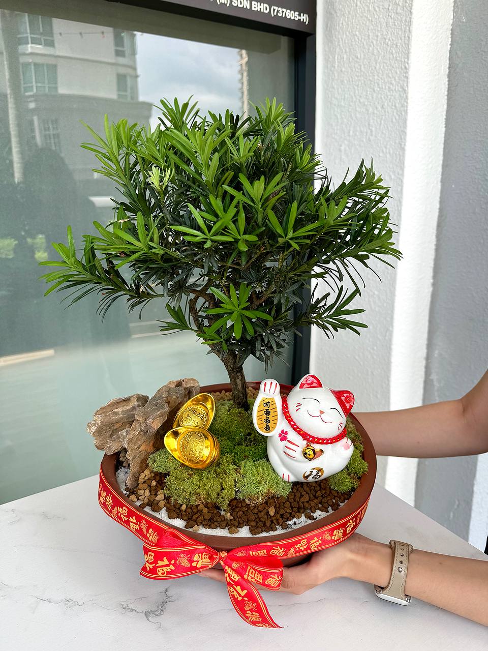 FITC Feng Shui Podocarpus Live Bonsai 风水罗汉松 | Green Plant Society