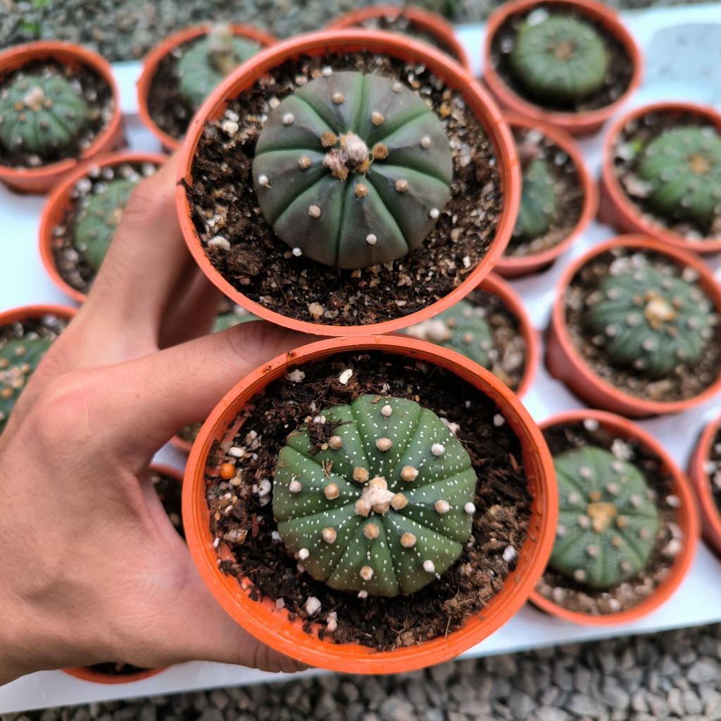 GPS Green Plant Society Live Cactus Astrophytum Asterias Rare (P80