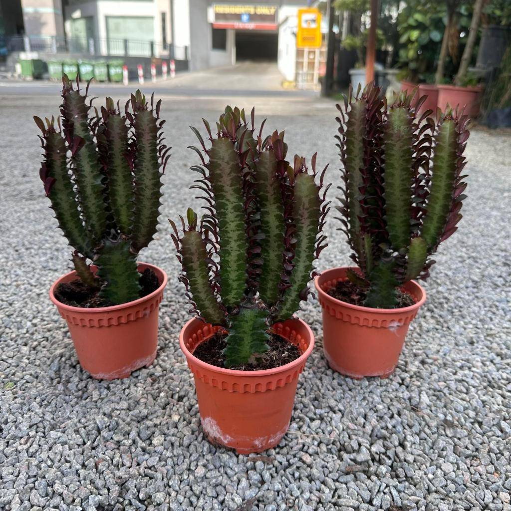 Cactus 仙人掌| Green Plant Society