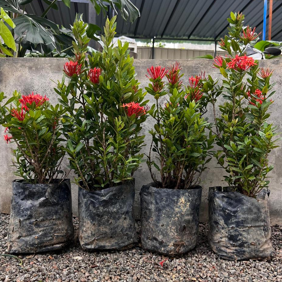 GPS Green Plant Society Live Tree Ixora Red Jejarum Merah 红色仙丹