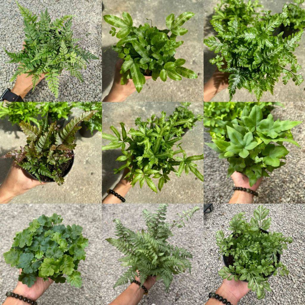 Fern 蕨类植物| Green Plant Society