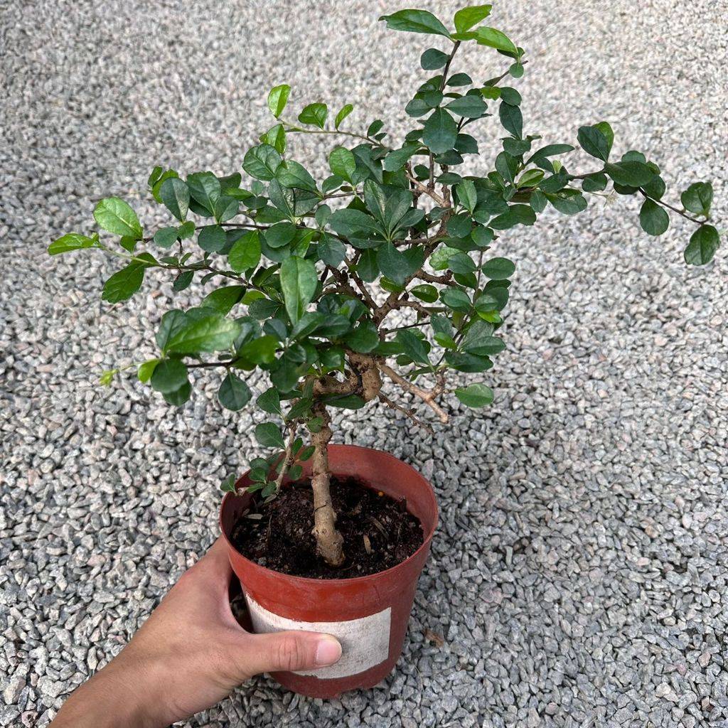 Bonsai 盆栽| Green Plant Society