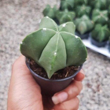 Cactus 仙人掌| Green Plant Society