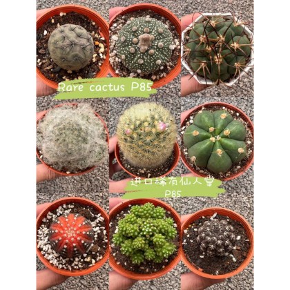 GPS Green Plant Society Rare Cactus 稀有仙人掌P85 | Green Plant