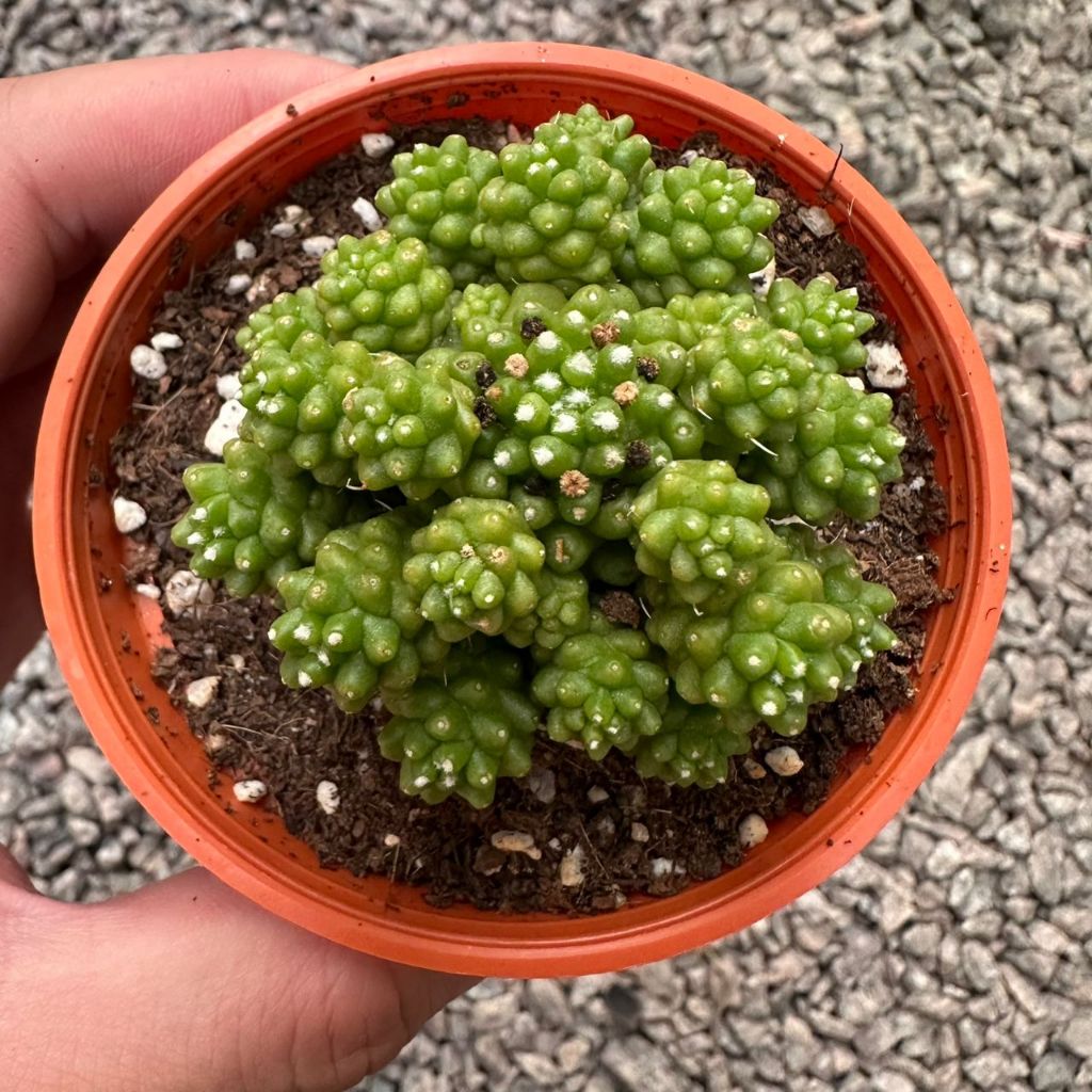 GPS Green Plant Society Rare Cactus 稀有仙人掌P85 | Green Plant