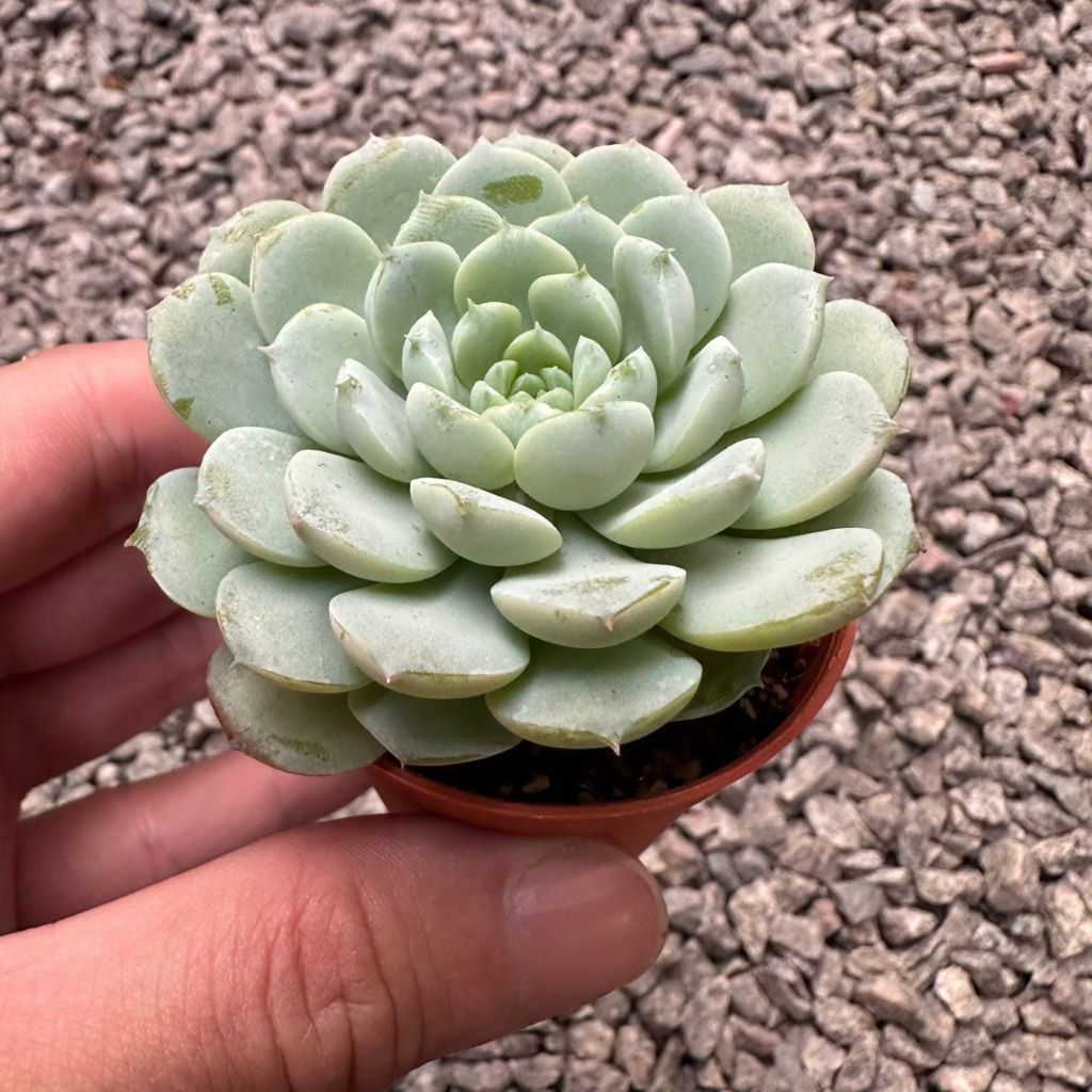 GPS Green Plant Society Live Succulent Echeveria Clara 克拉拉多肉