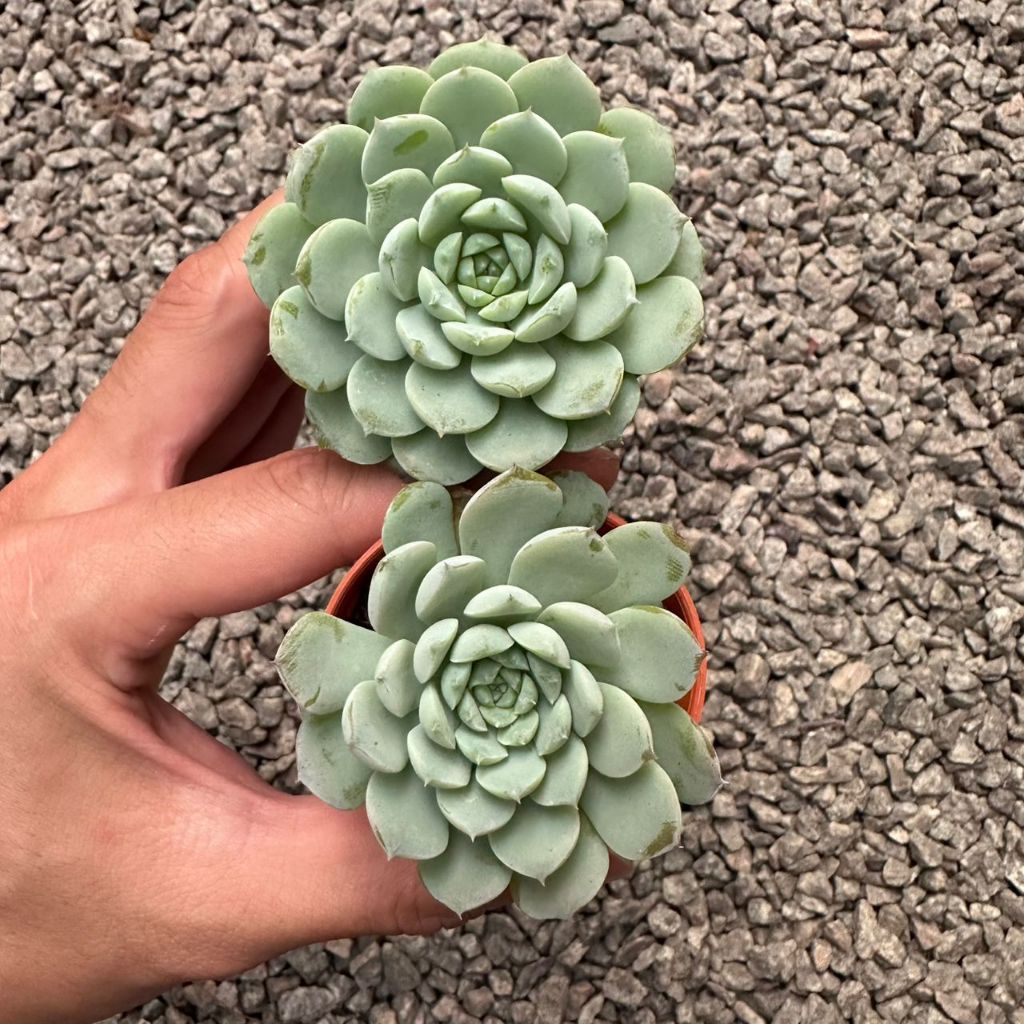 多肉植物　Clara群生 GPS Green Plant Society Live Succulent Echeveria Clara 克拉拉多肉
