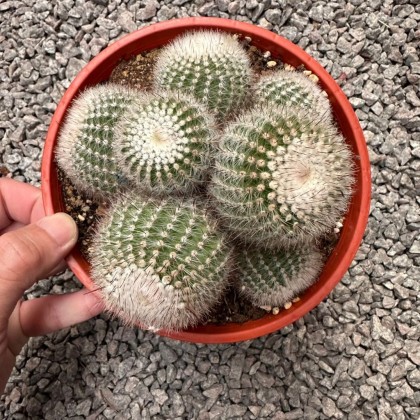 Cactus 仙人掌| Green Plant Society