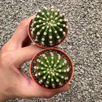 Cactus 仙人掌| Green Plant Society